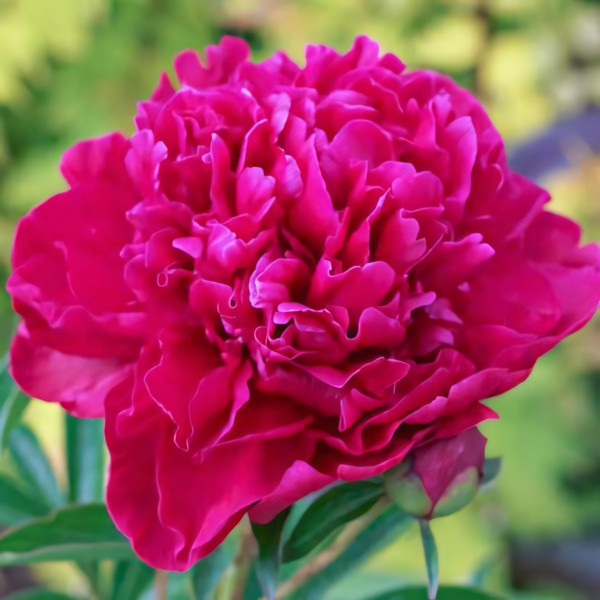 Саженец Пион Пол М. Вайлд