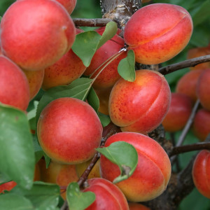 Саженцы Абрикос Северное Сияние