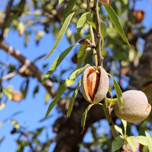 Саженцы Миндаль Карамель