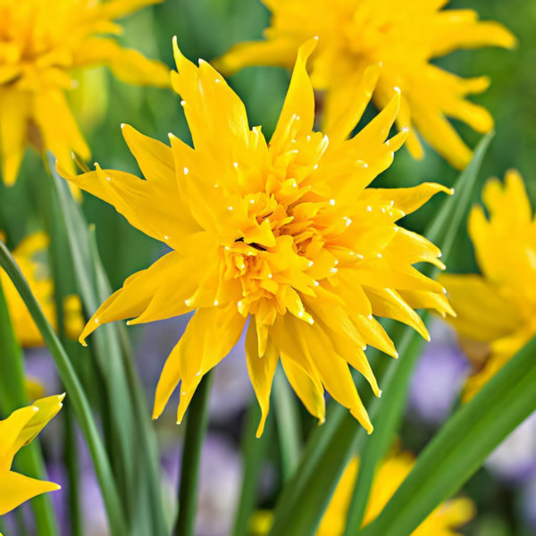 Луковицы Нарцисс мини Рип Ван Винкл (в упаковке - 3шт.)