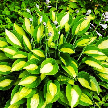 Саженцы Хоста Gypsy Rose (Джипси Роуз) М