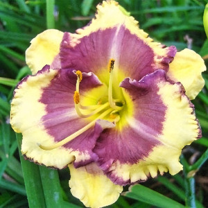 Саженцы Лилейник Blueberry Cream (Блюберри Крим)