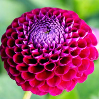 Саженцы Георгина Downham Royal