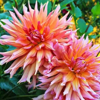 Саженцы Георгина декоративная макси Omega (Омега)