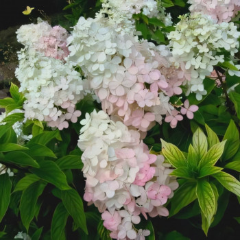 Гортензия метельчатая Confetti (Конфетти)