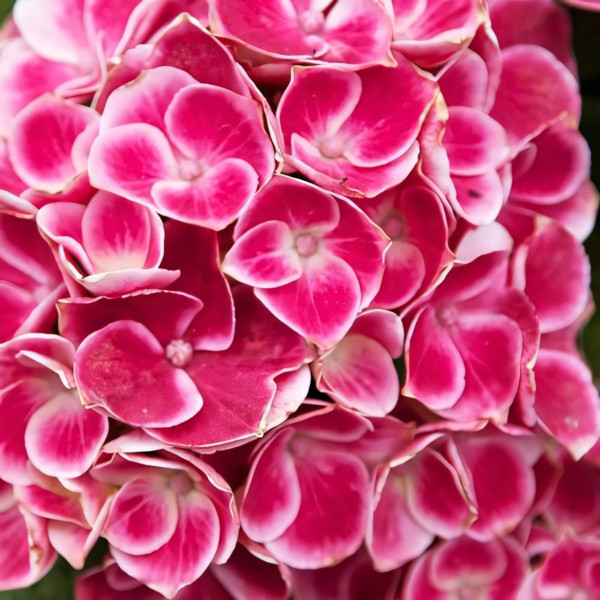 Саженец Гортензия крупнолистная Tivoli (Тиволи)