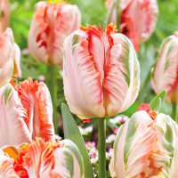 Луковицы Тюльпан попугайный Эприкот Пэррот (в упаковке - 3шт.)