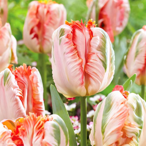 Тюльпан попугайный Эприкот Пэррот (в упаковке - 3шт.)