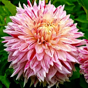 Саженцы Георгина Avignon