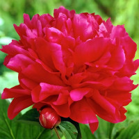 Саженцы Пион Adolphe Rousseau (Адольф Руссо)