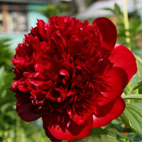 Саженцы Пион Red Charm (Ред Шарм)