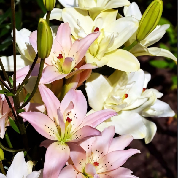 Луковицы  Лилия азиатская Spring Pink (Спринг Пинк) (3шт.)