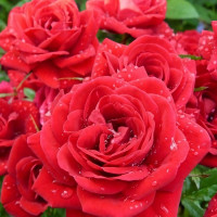 Саженцы Роза спрей Ред Микадо