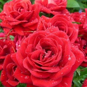 Саженцы Роза спрей Ред Микадо