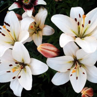 Луковицы  Лилия ЛА гибрид Champagne Diamond (Шампань Диамонд) (3шт.)