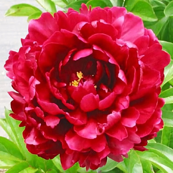 Саженцы Пион Ночные Грезы