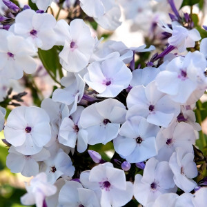 Саженцы Флокс Blue Ice (Блю Айс)