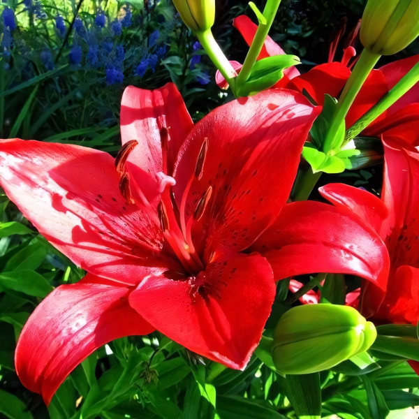 Луковицы  Лилия ЛА гибрид Original Love (Ориджинал Лав) (3шт.)