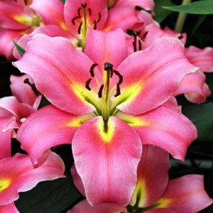  Лилия ОТ гибрид Aventino (Авентино)