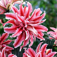 Луковицы  Лилия восточная Magic Star (Мэджик Стар) (3шт.)