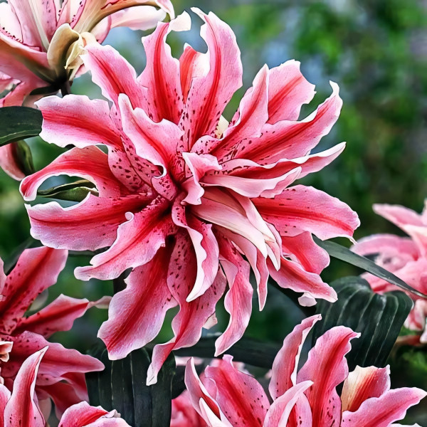 Луковицы  Лилия восточная Magic Star (Мэджик Стар) (3шт.)