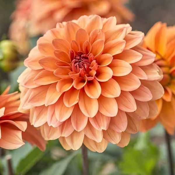 Саженцы Георгина декоративная Summer Flame (Саммер Флейм)