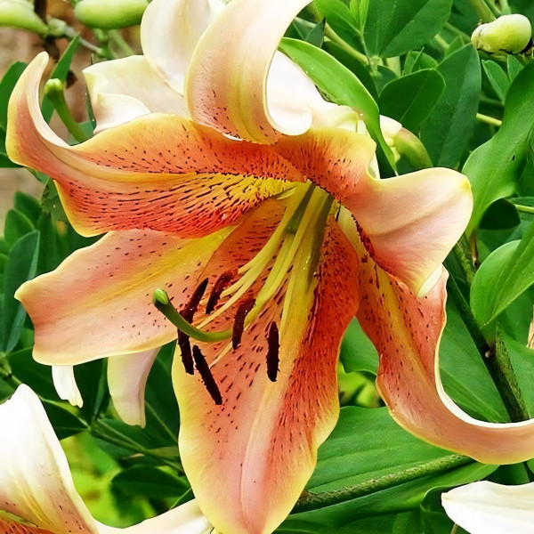 Луковицы Саженцы Лилия ОТ гибрид Sabaneta (Сабанета) (3шт.)