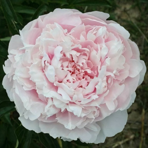 Саженцы Пион Alice Harding (Элис Хардинг)