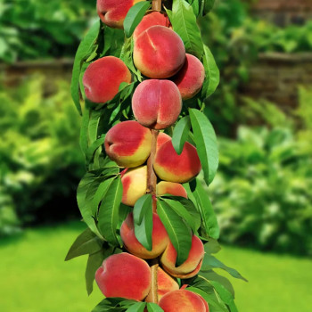 Саженцы Персик колоновидный Силач