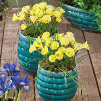 Луковицы Нарцисс мини Джулия Джейн (в упаковке - 3шт.)