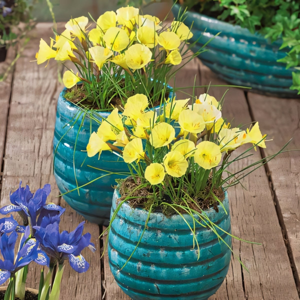 Луковицы Нарцисс мини Джулия Джейн (в упаковке - 3шт.)