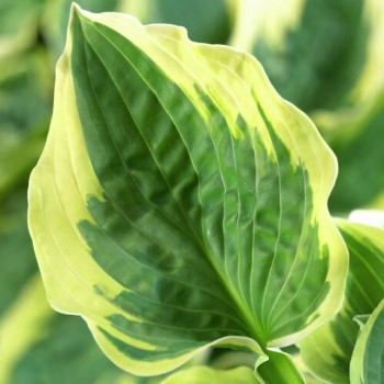 Саженцы Хоста Wide Brim (Уайд Брим) L