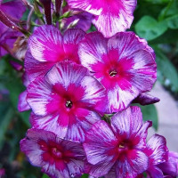 Саженцы Флокс метельчатый Дракон