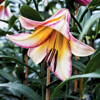 Луковицы Саженцы Лилия ОТ гибрид Beijing Moon (Бейджинг Мун) (3шт.)