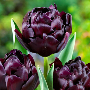 Тюльпан махровый Блэк Хиро (в упаковке - 3шт.)