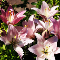 Луковицы  Лилия биколор азиатская Marlenе (Марлен) (3шт.)