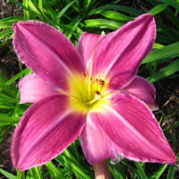 Саженцы Лилейник Lavender Deal (Лавендер Диал)