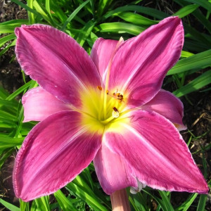 Саженцы Лилейник Lavender Deal (Лавендер Диал)