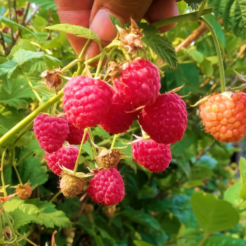 Саженцы Малина красная Новость Кузьмина