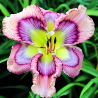 Саженцы Лилейник Waves Of Joy (Вейвес Оф Джой)