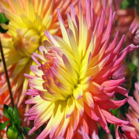 Саженцы Георгина Fringed Star