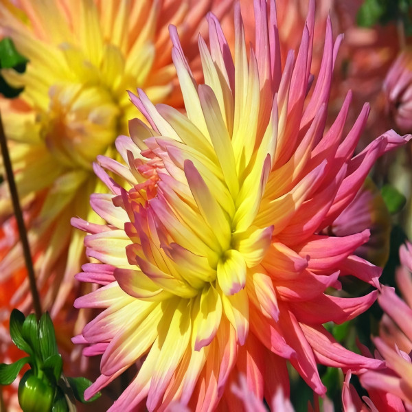 Саженцы Георгина Fringed Star