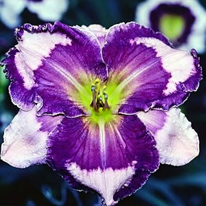 Саженцы Лилейник Ledgewood's Pansy Eye (Лэджвудс Панси Ай)