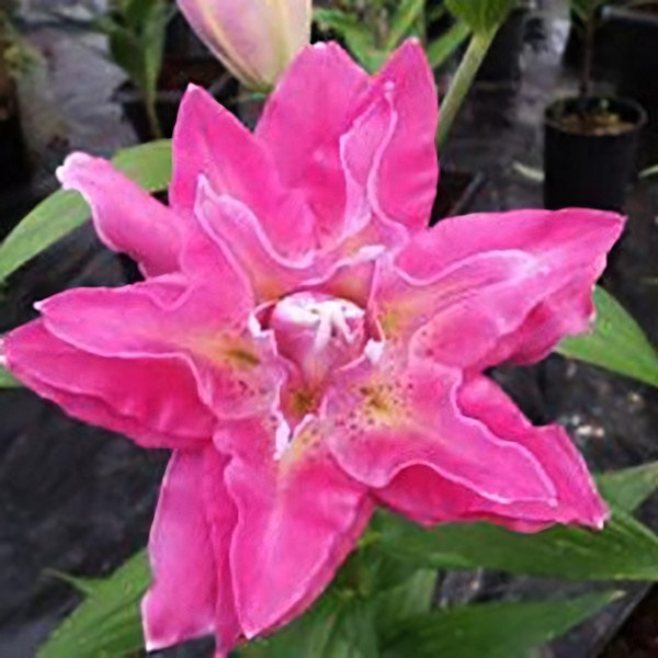 Луковицы  Лилия махровая восточная Dreamline (Дримлайн) (3шт.)