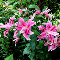 Луковицы  Лилия махровая восточная Distant Drum (Дистант Драм) (3шт.)