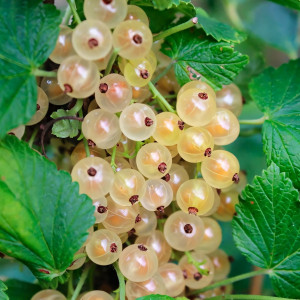 Саженцы Смородина белая Кремовая