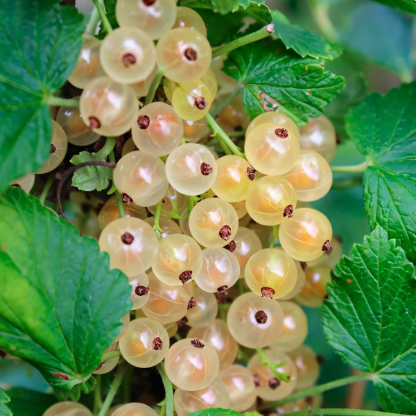 Саженцы Смородина белая Кремовая