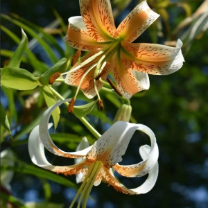  Лилия Lady Alice (Леди Алиса)
