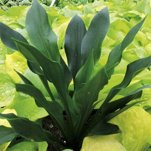 Саженцы Хоста Lakeside Storm Watch (Лэйксайд Сторм Вотч) М