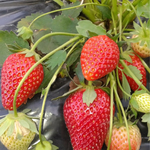 Клубника  Ирма, 5шт.